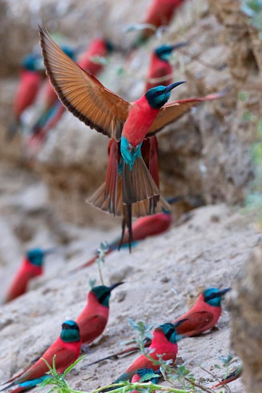 ホテル Zambezi Mubala Camp カティマ・ムリロ エクステリア 写真