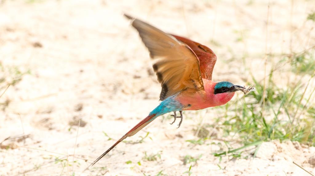 ホテル Zambezi Mubala Camp カティマ・ムリロ エクステリア 写真