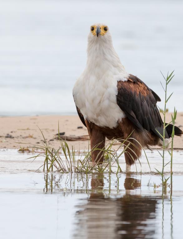 ホテル Zambezi Mubala Camp カティマ・ムリロ エクステリア 写真